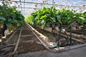 Afbeelding van Made -
Plantenpad 4